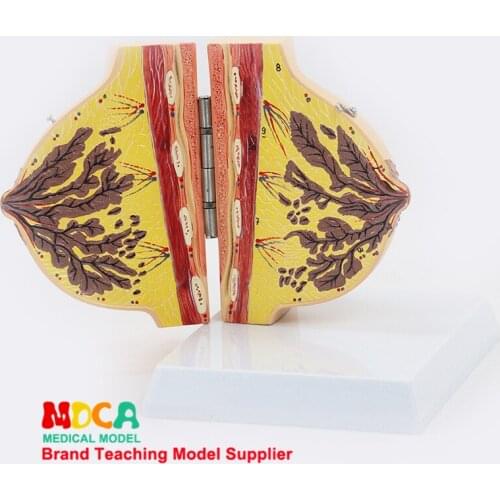 Female stationary phase breast anatomy model breast augmentation beauty model gynecological model medical teaching MRF001