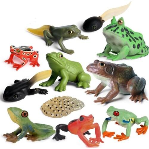 Frog Animal Figure Collectible Wild Animal Cognition Action Figures Kids Plastic Model Toys