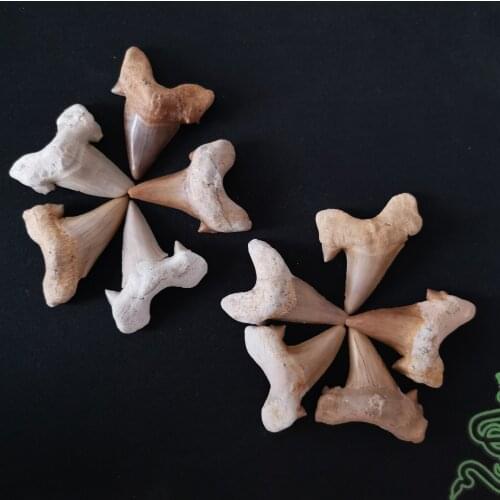 1pcs Natural animal fossil shark tooth fossil mineral specimen as a gift, decorative pendant
