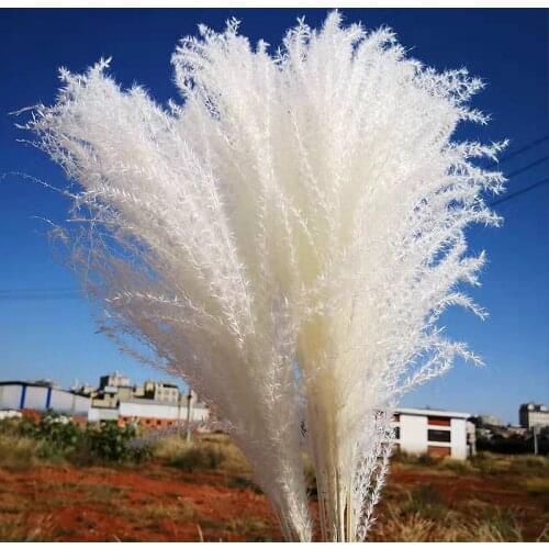 10 Pcs Dried Pampas Grass Decor Plants White Natural Phragmites Wedding Home Decor Real Dried Natural Dried Flowers Ornament