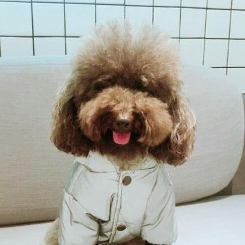 Print Frenchie Bulldog Windbreaker Fashion Pet Dog Clothes Windproof Puppy Coat Reflective Pug Jacket PDC0101