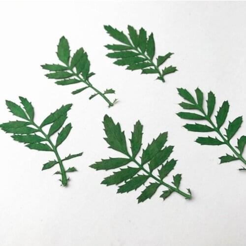 60pcs 4-5cm Pressed Dried Green Tagetes Patula L. Leaf Leaves Plants Herbarium For Jewelry Bookmark Postcard Making Accessories
