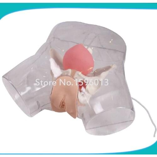 Transparent Female Catheterization Model, Urinary Catheterization Trainer