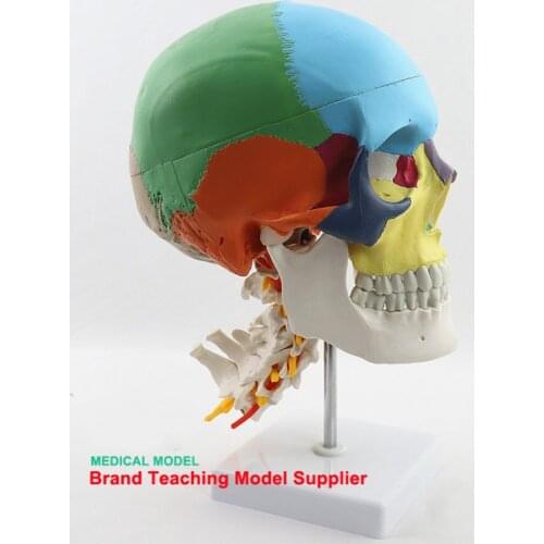 Human skeleton head colored skull with cervical vertebra model skull partition muscle model neurobiology anatomy model
