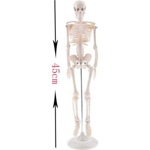 Head Skull Hand Foot Ear Heart Brain Anatomical Study Model