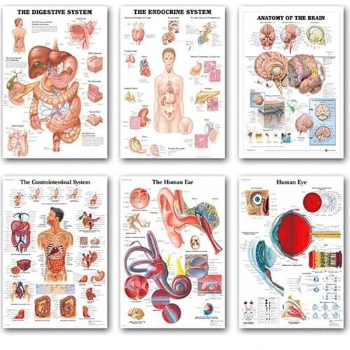 Human Anatomy Muscle System Art Poster Print Human Body Map Silk Painting Wall Pictures for Medical Education Office Home Decor