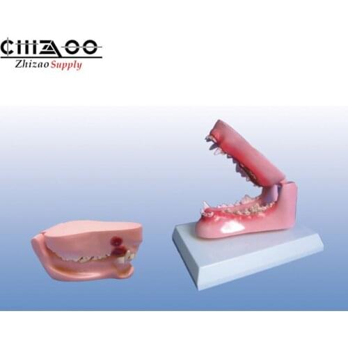 Animal anatomy teaching Canine teeth model Dog dental teeth model