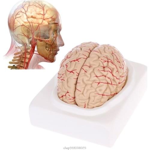 Disassembled Anatomical Human Brain Model Anatomy Teaching Tool F24 21 Dropship