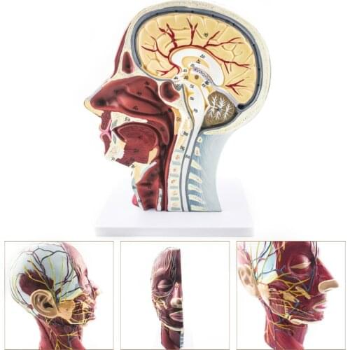 Practice model tools Head Neck Superficial Nerve Vascular Muscle Model School teaching model