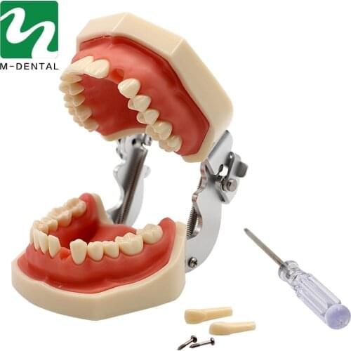 Dental Removable Standard Teeth Tooth Model With 28pcs teeth For Teaching Simulation Model
