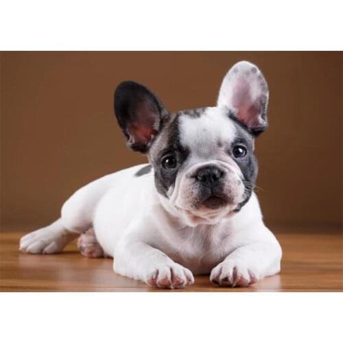 Full Square/Round Drill 5D DIY Diamond Painting Bulldog Diamond Embroidery dog Pictures Of Rhinestones Home Decoration art CV148