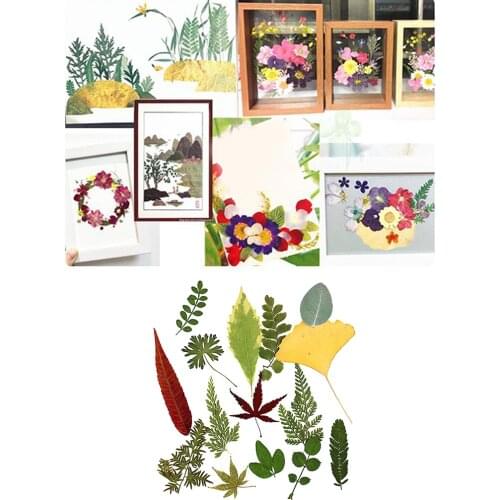 15Pcs Natural Pressed Dried Flower Fern Leaves for DIY Arts Crafts Scrapbooking