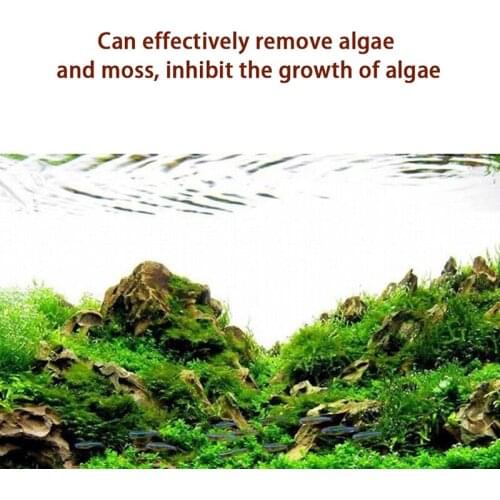 5/25/50PCS Natural Terminalia Catappa Leaves Aquarium Decoration Fish Tank Cleaning Tools Water Treatment Aquarium Accessories