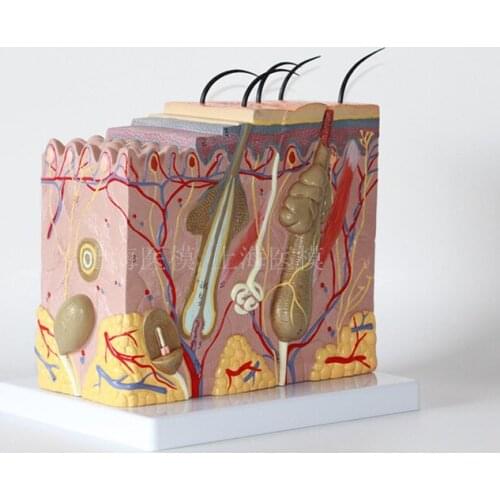 50X Three-dimensional skin model medical Aesthetic Plastic skin structure enlarged model Anatomical model