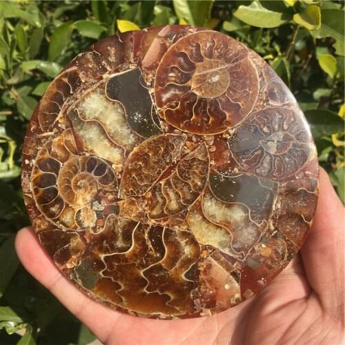 Natural ammonite fossil conch Crystal specimen healing 1PC