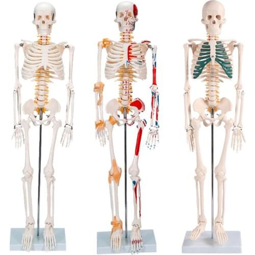 85/180cm human skeleton model detachable muscle spine model white skull specimen