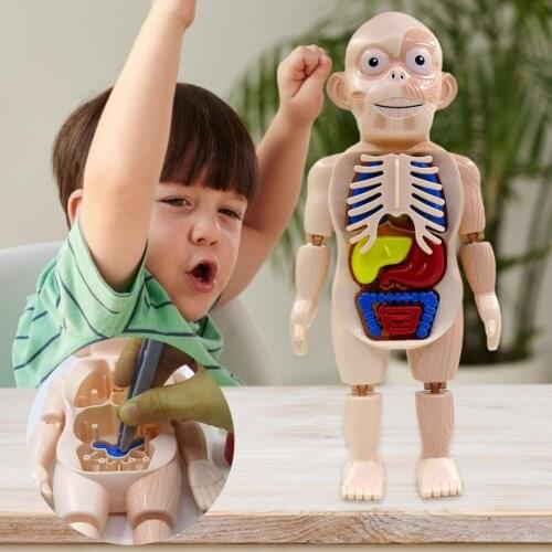 18Pcs/Set Human Model Toys Removable Educational Toy Plastic Rotatable Organ Assembly Toy Children Gift for Kids