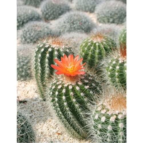 Diy Diamond Painting Cactus Green plants 5D Rhinestones Diamond Embroidery cross stitch Mosaic Wall Pictures by numberZP-1908