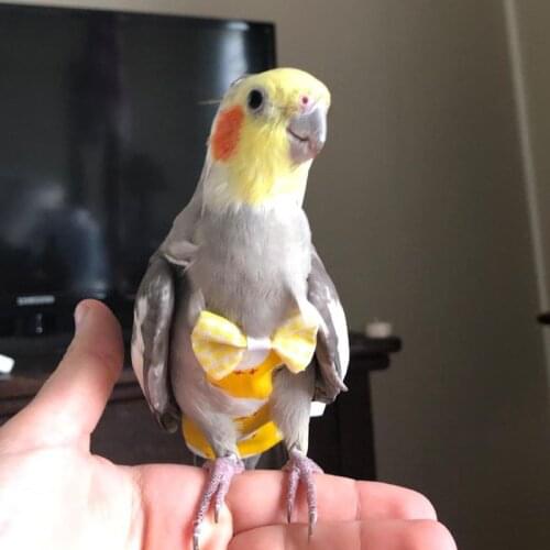 Adjustable Portable Pet Clothes Pigeon Parrot Flying Suit Bird Diaper M68E