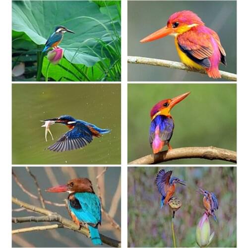 DIY 5D Diamond Painting Full Round Square Resin Mosaic Diamond Embroidery Cross Stitch Kits Wall Art Decor Animal Kingfisher