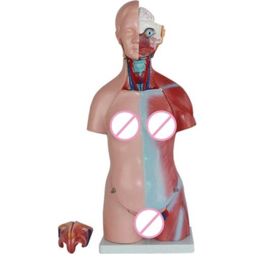 4D Anatomical Assembly Model of Human Organs Home Room DIY Decoration Accessories Ornament for Teaching Education School New