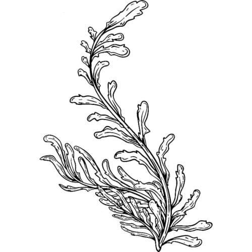 2021 New Retro Ocean Plant Seaweed Pattern Clear Stamp For DIY Craft Making Greeting Card and Scrapbooking No Metal Cutting Dies
