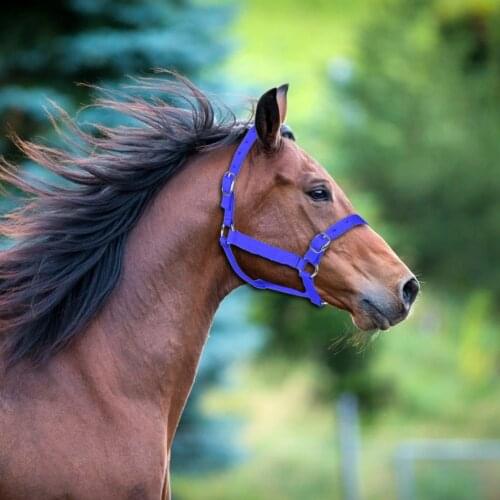Thickened Horse Head Collar Adjustable Safety Halter Bridle Headcollar Horse Riding Racing Equipment Training Rope