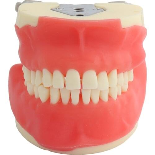 Dental Model Training Model For Oral Surgery Teeth Model Dental Teaching Model Teeth Demonstration