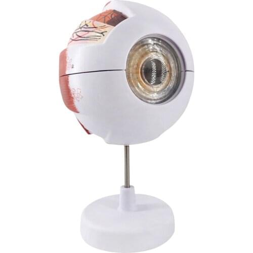 Eyeball Magnification Model Adult Eye Eyeball Anatomical Magnification Model 6.7×5.9×10.6 inches