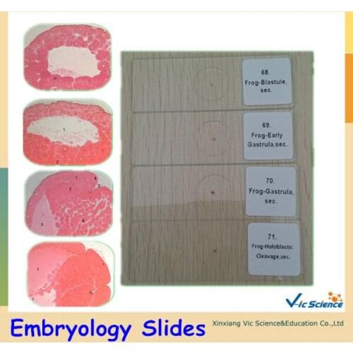 Embryology Prepared Slides Set
