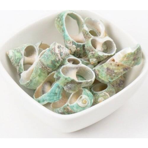 Green Natural Spiral Shell SeaShells Conch Zeeschelp for DIY handmade Home decor jewelry making Scrapbooking Craft 5pcs 25-35mm