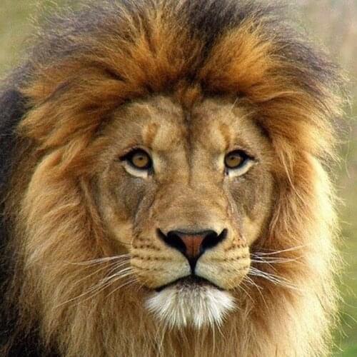 Oneroom Dmc Cross stitch series Home decoration 14/16/18/28 Diy Needlework kits embroidery Cross stitch kit irons