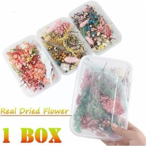 Pressed Dried Flower Dry Plants For Epoxy Resin 1 Decoration Nail Pendant Real Herbarium DIY Leaf Box Colorful Accessories X3K5