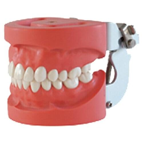 1PC Dental Removable Standard Model with 28 teeth FE Articulator Hard Gum screw fixed Using in Education Easy for dental teach