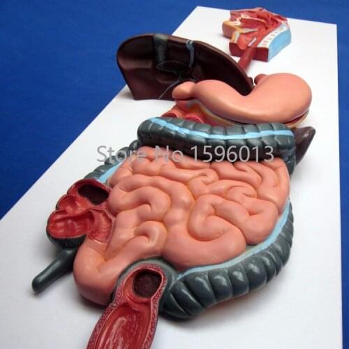 3-D Human Digestive System model, Digestive System anatomical model
