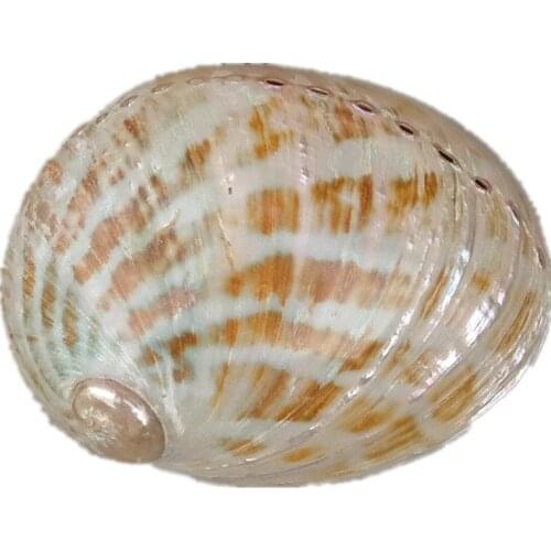 13-15cm conch shells and colorful oversized polished abalone shell ornaments home deco