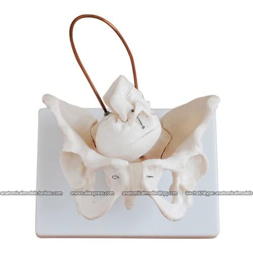 CMAM/12345 Pelvis, Childbirth Demonstration, Plastic Pelvis Medical Anatomical Human Model