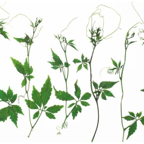 120pcs Dried Pressed Flower Hemsleya amabilis Diels For Epoxy Resin Pendant Necklace Jewelry Making Craft DIY Accessories