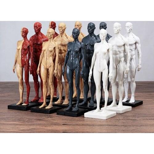 Human muscle model skeleton painting art copy sculpture simulation body model desktop decorative ornament