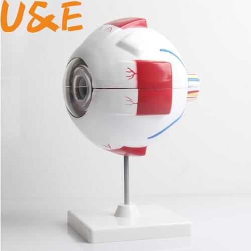 Eye Anatomical Model Natural Teaching Instruments and Equipment