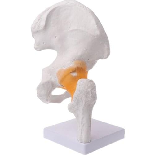 Life Size Ligament Hip Joint Medical Anatomy Model Skeleton Teaching Tool