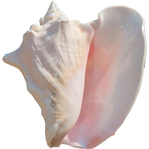 1pcs natural Conch sea shell rouge conch shell&queen conch shell for home decoration or gift