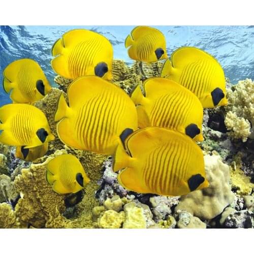 Yellow fish under the sea 5D Full Diamond Painting Embroidery Cross Craft Stitch Decor