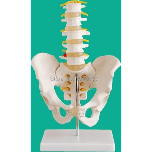 Life-Size Pelvis with 5pcs Lumbar Vertebrae Model, Pelvis Model, Lumbar Vertebrae Model