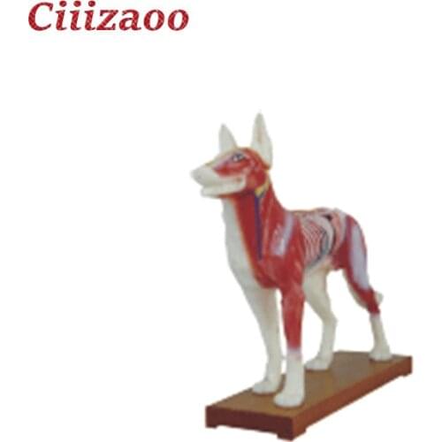 Medical Education animal dog Acupuncture Model Anatomy Model