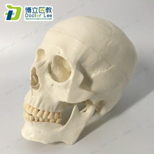 White 1: 1 Skull Model Life Size Human Resin Skull Decoration Anatomical Realistic Replica Art Props Skeleton Medical Teaching
