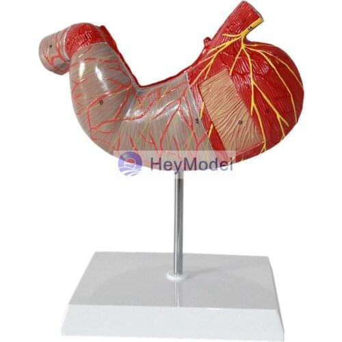 HeyModel Stomach Anatomy Model
