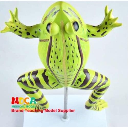 Frog Anatomical Model Toad Anatomical Model Animal Anatomical Medicine Teaching MQWJP001
