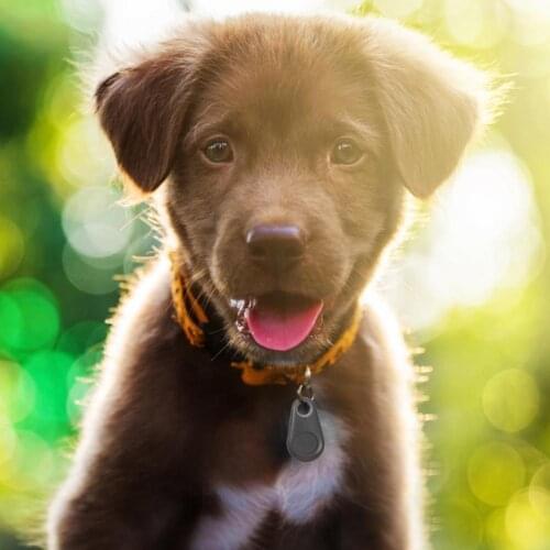 Smart Dog Cat Mini GPS Tracker Device Alarm Wallet Bluetooth Locator Pet Tracker Shutter Release Automatic Wireless Tracker