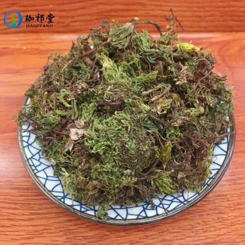 Rhodobryum Roseum Limpr. Hypnum Roseum Hui Xin Cao